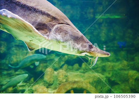 Beluga large aquarium. One of the largest freshwater predators. Beluga large aquarium. One of the largest freshwater predators. 106505390