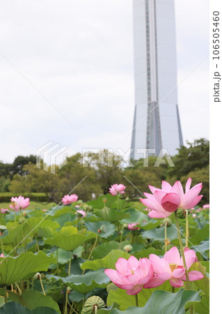 沢山の古代蓮が咲く埼玉県行田市の古代蓮の里の風景 沢山の古代蓮が咲く埼玉県行田市の古代蓮の里の風景 106505460