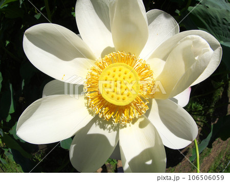 真上から見た白い蓮の花の写真素材 [106506059] - PIXTA