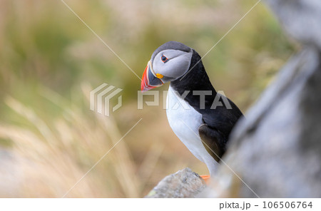 Atlantic puffin (Fratercula arctica), on the rock on the island of Runde (Norway). 106506764