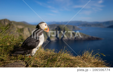 Atlantic puffin (Fratercula arctica), on the rock on the island of Runde (Norway). Atlantic puffin (Fratercula arctica), on the rock on the island of Runde (Norway). 106506774