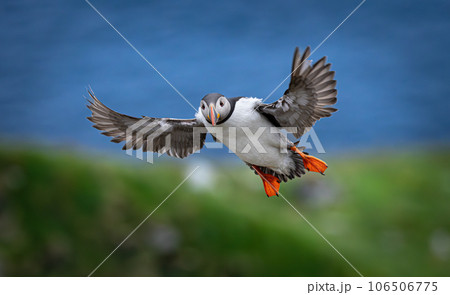 Atlantic puffin (Fratercula arctica), on the rock on the island of Runde (Norway). Atlantic puffin (Fratercula arctica), on the rock on the island of Runde (Norway). 106506775