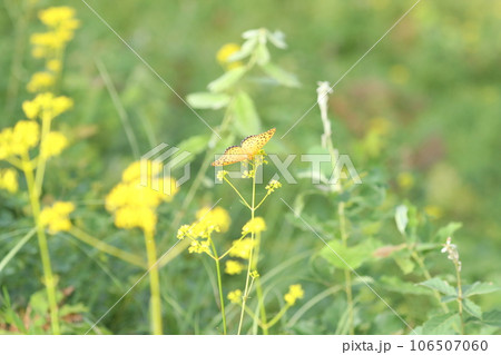 ツマグロヒョウモン 106507060