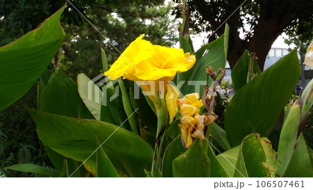 ラッパのような黄色い色の大きい花はカンナの花 106507461
