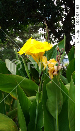 ラッパのような黄色い色の大きい花はカンナの花 106507462