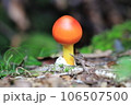 赤いキノコ 106507500
