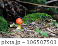 赤いキノコ 106507501