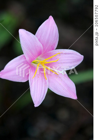 ムラサキ・ピンク色のサフランモドキの花をクローズアップマクロ接写撮影(暗い背景) ムラサキ・ピンク色のサフランモドキの花をクローズアップマクロ接写撮影(暗い背景) 106507792