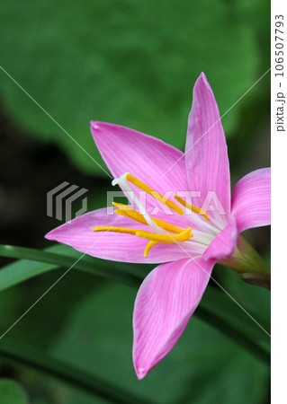 ムラサキ・ピンク色のサフランモドキの花をクローズアップマクロ接写撮影(暗い背景) ムラサキ・ピンク色のサフランモドキの花をクローズアップマクロ接写撮影(暗い背景) 106507793