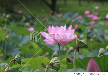 クローズアップ撮影した埼玉県行田市古代蓮の里の古代蓮の花 106507925