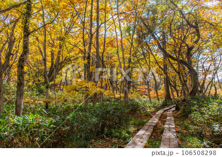 燃える秋 紅葉に色づく尾瀬 燃える秋 紅葉に色づく尾瀬 106508298