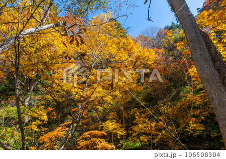 燃える秋 紅葉に色づく尾瀬 燃える秋 紅葉に色づく尾瀬 106508304