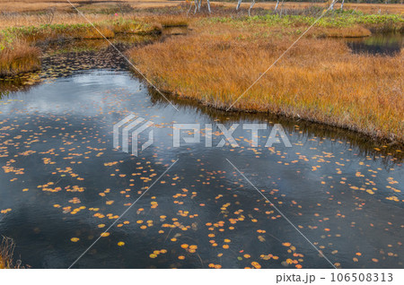 燃える秋　紅葉に色づく尾瀬 106508313