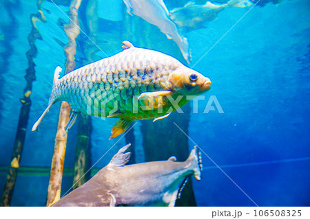 Silver thorn or silver barb in the water of the aquarium. Silver thorn or silver barb in the water of the aquarium. 106508325