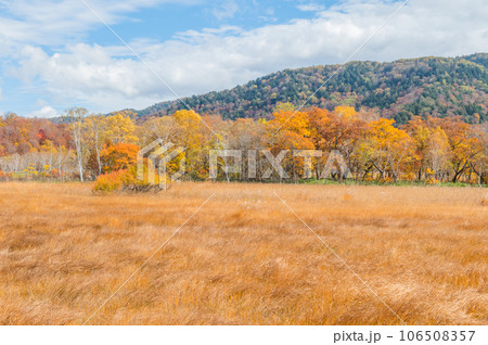燃える秋　紅葉に色づく尾瀬 106508357
