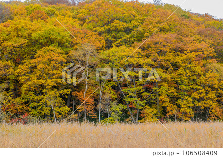 燃える秋 紅葉に色づく尾瀬 燃える秋 紅葉に色づく尾瀬 106508409