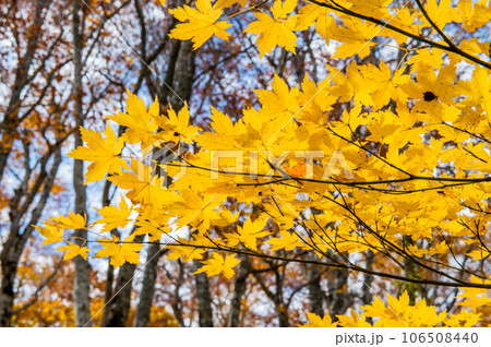 燃える秋　紅葉に色づく尾瀬 106508440