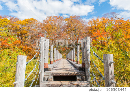燃える秋　紅葉に色づく尾瀬 106508445