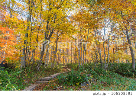 燃える秋　紅葉に色づく尾瀬 106508593