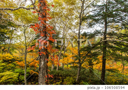 燃える秋　紅葉に色づく尾瀬 106508594