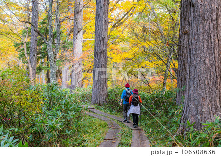 燃える秋　紅葉に色づく尾瀬 106508636