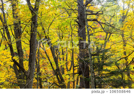 燃える秋 紅葉に色づく尾瀬 燃える秋 紅葉に色づく尾瀬 106508646
