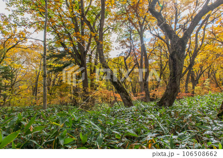 燃える秋　紅葉に色づく尾瀬 106508662