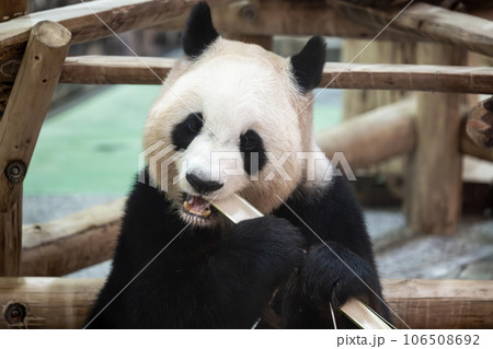 竹を食べるジャイアントパンダ 106508692