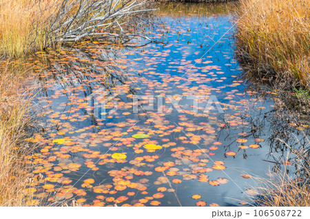 燃える秋 紅葉に色づく尾瀬 燃える秋 紅葉に色づく尾瀬 106508722