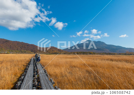 燃える秋　紅葉に色づく尾瀬 106508742