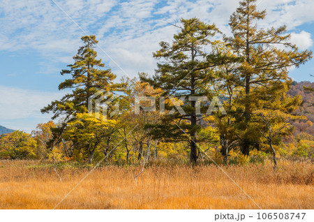 燃える秋 紅葉に色づく尾瀬 燃える秋 紅葉に色づく尾瀬 106508747