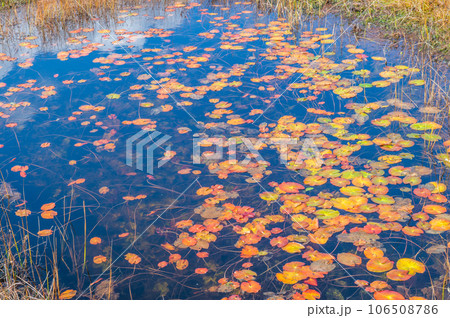 燃える秋 紅葉に色づく尾瀬 燃える秋 紅葉に色づく尾瀬 106508786