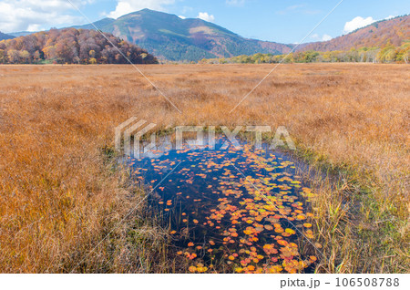 燃える秋　紅葉に色づく尾瀬 106508788