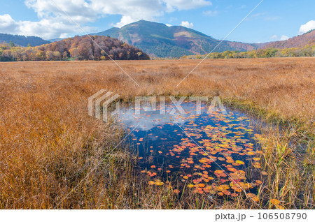 燃える秋　紅葉に色づく尾瀬 106508790