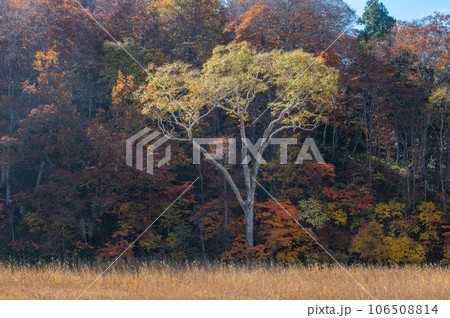 燃える秋 紅葉に色づく尾瀬 燃える秋 紅葉に色づく尾瀬 106508814