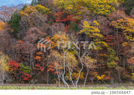 燃える秋　紅葉に色づく尾瀬 106508847