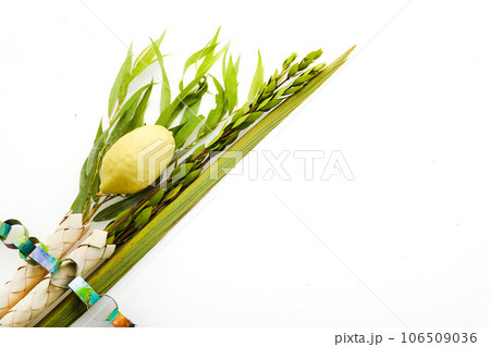 Jewish festival of Sukkot. Sukkot traditional symbols. Four species etrog, lulav, willow and myrtle. 106509036
