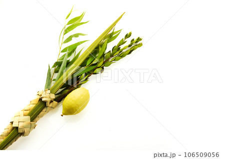 Jewish festival of Sukkot. Sukkot traditional symbols. Four species etrog, lulav, willow and myrtle. 106509056