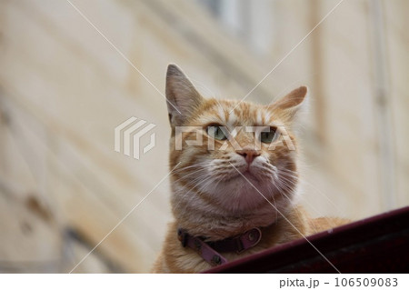 マルタの猫 マルタの猫 106509083