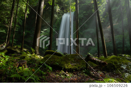 神奈川県南足柄市 夕日の滝 8月 106509226
