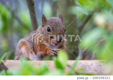 ニホンリス 　 神戸どうぶつ王国『リスの森』より 106509321