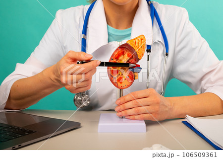Doctor showing pen on plastic model human kidney closeup Doctor showing pen on plastic model human kidney closeup 106509361