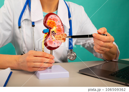 Doctor showing pen on plastic model human kidney closeup 106509362