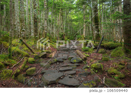 【白駒の池】高見石方面の登山道【八千穂高原】 106509440