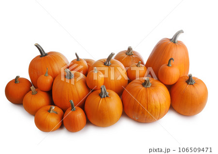 Many orange pumpkins on white 106509471