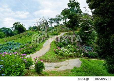 紫陽花のある道(東京ドイツ村) 106509511
