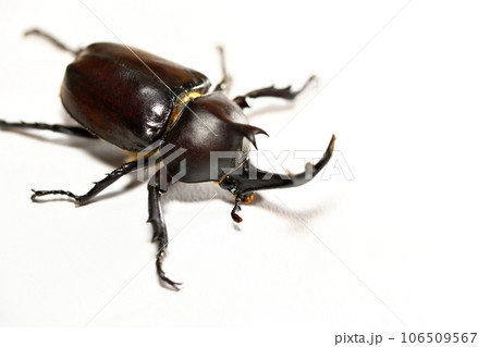 カブト虫 106509567