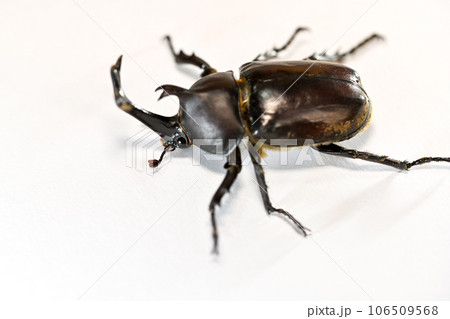 カブト虫 カブト虫 106509568