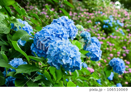 鮮やかな青のアジサイ（縦構図） 106510069