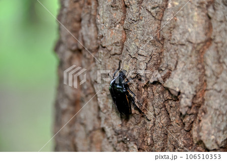 クロカナブン クロカナブン 106510353